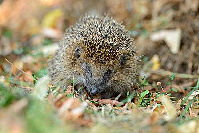 《分裂之门》即将更新圣诞内容 服务器维护一小时